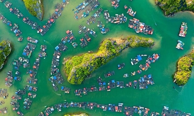  Le village de pêcheurs de Cat Beo dans la baie de Lan Ha. Photo : Pham Huy Trung. 