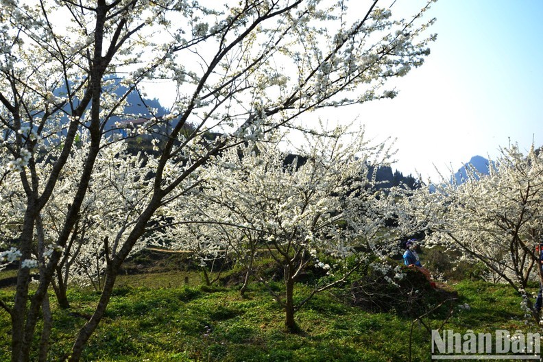 Les fleurs de prunier représentent les couleurs du Nord-Ouest au printemps. Photo : NDEL.