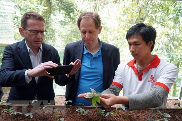 Des experts du DFCD et du WWF inspectent la culture du ginseng Ngoc Linh à Quang Nam. Photo: VNA