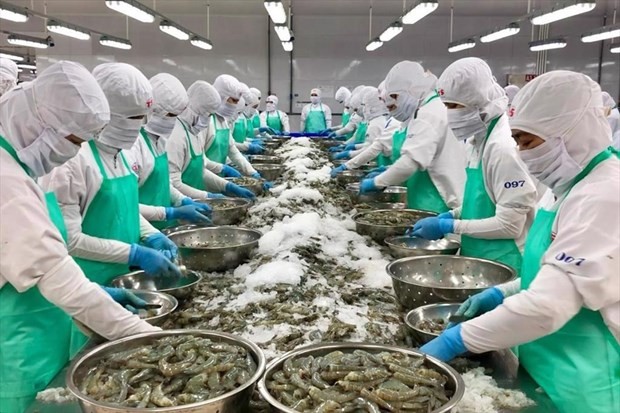 Les États-Unis sont toujours le plus grand marché d'exportation de crevettes du Vietnam. Photo : VNA.