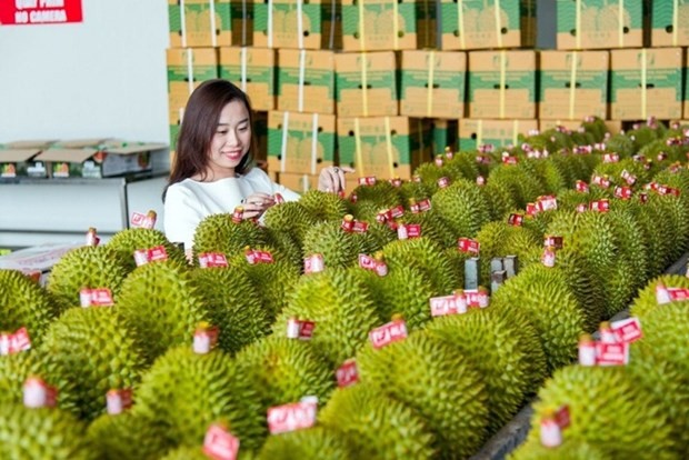 Le durian du Vietnam s'exporte bien en Chine. Photo : NDEL.