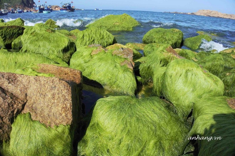 La mousse verte pousse sur les rochers au pied du brise-lames de la commune de Nhon Hai (ville de Quy Nhon, province de Binh Dinh). Photo : baoquocte.vn