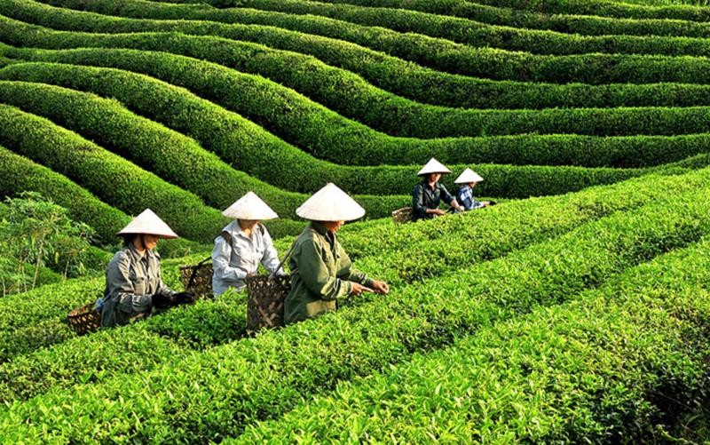 L'Indonésie achète du thé du Vietnam principalement sous forme de thé cru, thé vert et thé noir. Photo : congthuong.vn
