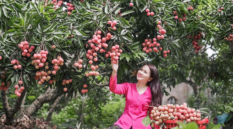 Outre la visite de vergers chargés de litchis, les touristes auront la chance de goûter aux spécialités de Luc Ngan. Photo : baobacgiang.vn