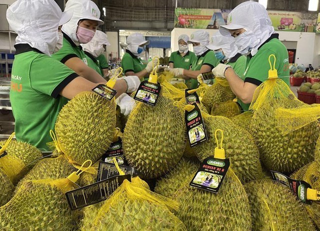 Au cours des quatre premiers mois de l’année, les exportations de durians ont rapporté au Vietnam plus de 190 millions de dollars. Photo : baochinhphu.vn