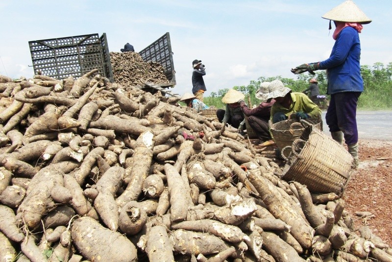En juillet, le Vietnam a exporté 145 230 tonnes de manioc et de produits à base de manioc. Photo : congthuong.vn