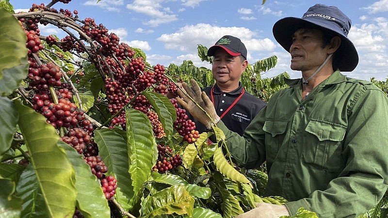 Le café est l’un des principaux produits agricoles du Vietnam, cultivé principalement dans les Hauts Plateaux du Centre. Photo : congthuong.com.vn