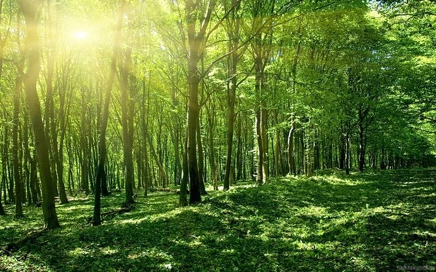 D’ici 2025, le Plan vise à gérer strictement les forêts naturelles existantes, à limiter progressivement la dégradation des forêts et des sols... Photo : chinhphu.vn