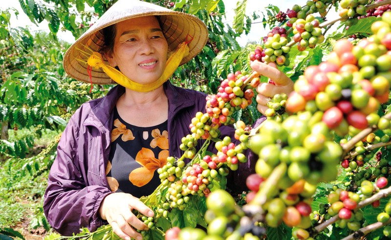 La superficie totale de café de la province de Lâm Dông s'élève actuellement à près de 176 000 hectares dont plus de 160 000 hectares de Robusta. Photo : baolamdong.vn