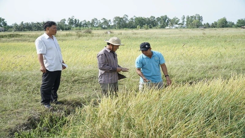 Les prix du riz non décortiqué dans les provinces de la région du delta du Mékong ont également augmenté ces derniers jours. Photo : NDEL.