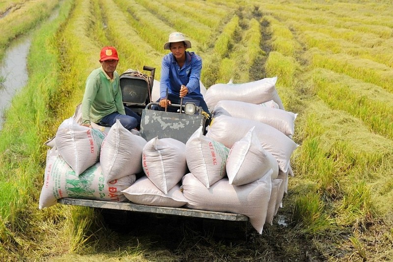 La production annuelle de riz du Vietnam attendue de plus de 43 millions de tonnes. Photo : thoidai.com.vn