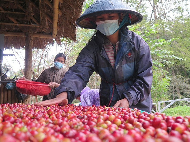 Au cours des 9 premiers mois de 2023, les exportations de café du Vietnam ont atteint 1,25 million de tonnes. Photo : congthuong.vn
