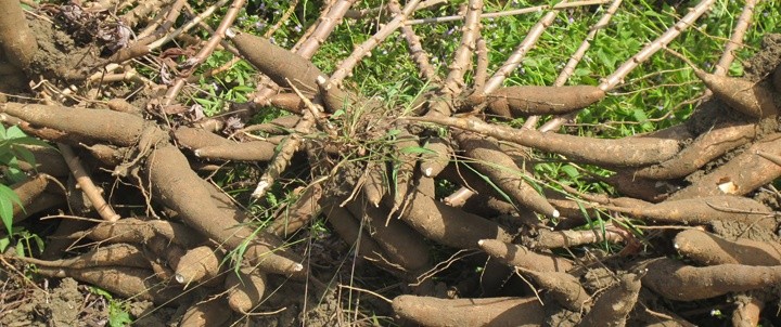 Au cours des 10 premiers mois de 2023, le Vietnam a exporté près de 2,4 millions de tonnes de manioc et de produits à base de manioc. Photo : congthuong.vn