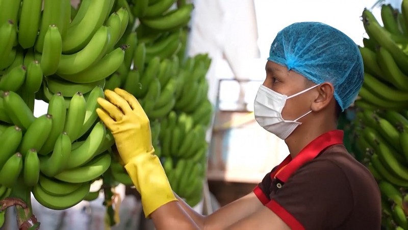 La production de bananes du Vietnam s’élève en moyenne à environ 2,1 millions de tonnes par an. Photo : congthuong.vn