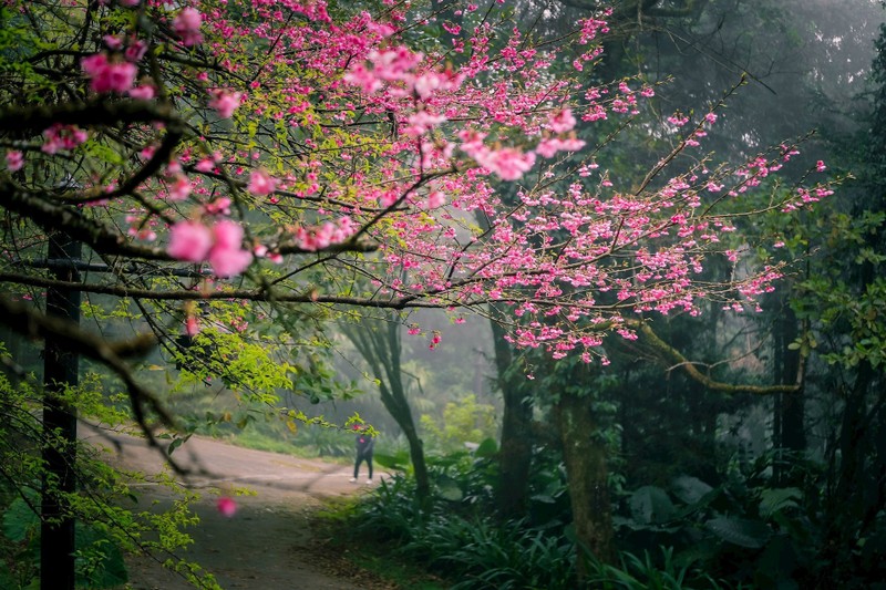 Entre le janvier et le février, les fleurs de cerisier sont une nouvelle « spécialité » du parc national de Ba Vi. Photo : hanoimoi.vn