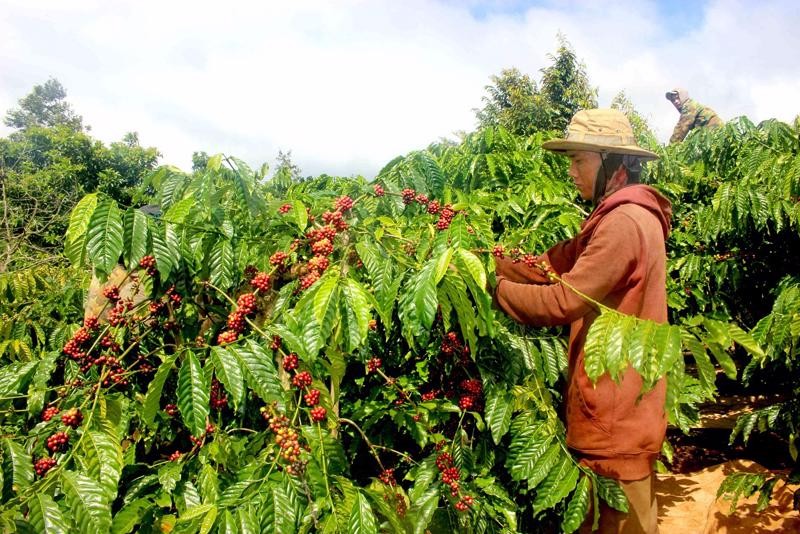 Les prix du café au Vietnam devraient continuer à rester élevés en 2024, en raison d’une grave pénurie d’approvisionnement pour la récolte de café de 2022/2023. Photo : congthuong.vn