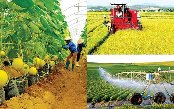 Le Vietnam vise un taux de croissance de la production végétale de 2,2 à 2,5 % par an d’ici 2030. Photo : CPV.