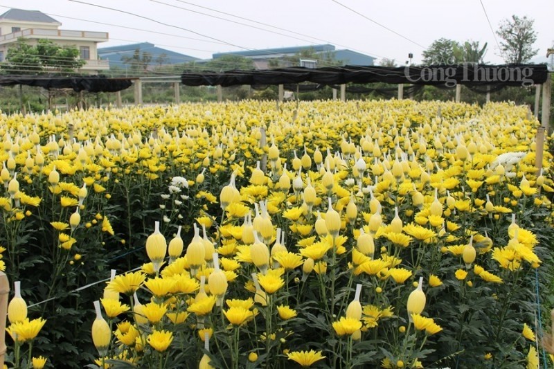 Le village floral de Dông Cuong est situé dans le quartier de Dông Cuong, de la ville de Thanh Hoa, considéré comme la plus « capitale » florale de la province de Thanh Hoa. La commune compte plus de 200 foyers de floriculture avec plus de 100 hectares spécialisés avec plus de 100 types de fleurs. Photo : congthuong.vn