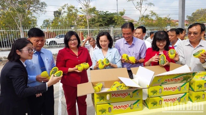 Le premier lot de 13 tonnes de mangues vietnamiennes à graines plates a été expédié le 19 février vers la République de Corée. Photo : NDEL
