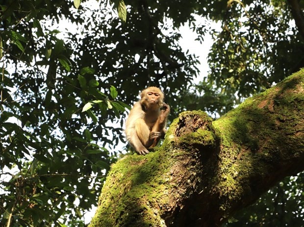 Le macaque rhésus (Macaca mulatta) relâché dans la réserve naturelle de Chi San. Photo : baohagiang.vn