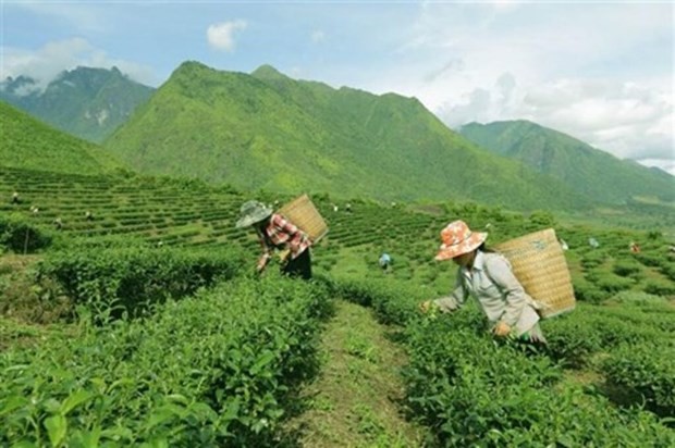 Récolte du thé dans la province de Lai Châu. Photo: VNA