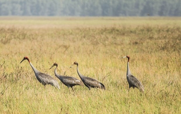 Des grues à tête rouge inscrites dans le Livre rouge mondial ont été apparues dans le parc national de Tràm Chim. Photo : VNA.