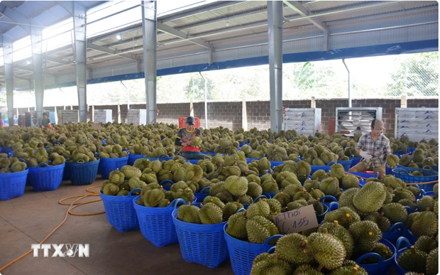 En 2023, le Vietnam a exporté plus de 603 000 tonnes de durian dont plus de 595 000 tonnes vers la Chine. Photo : VNA.