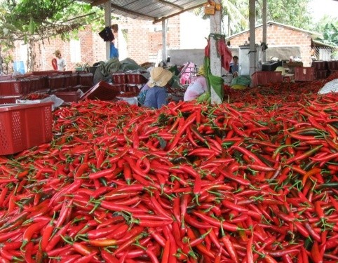 En mars, le Vietnam a exporté 1 523 tonnes de piment pour une valeur de 4,2 millions de dollars. Photo : congthuong.vn