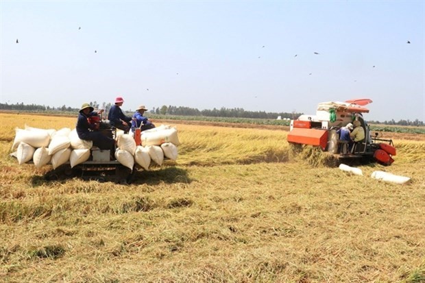 Le Vietnam a exporté 2,18 millions de tonnes de riz au premier trimestre 2024, rapportant 1,43 milliard de dollars. Photo : VNA