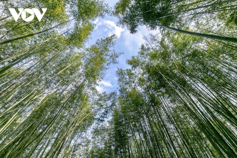 À environ 260 km du centre-ville de Hanoï, la forêt de bambous de Ban Phuong dans la commune de Thành Công, district de Nguyên Binh, province de Cao Bang (au Nord) est devenue ces dernières années une destination touristique attirant un grand nombre de visiteurs en raison de ses espaces verts frais sous la canopée de milliers de grands bambous. Photo : VOV.