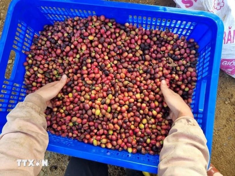 Les produits agricoles et les biens de consommation vietnamiens sont attractifs pour les importateurs israéliens, notamment le café. Photo : VNA.