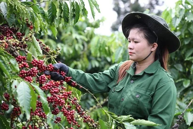 Au cours des quatre premiers mois de l'année, les exportations de café du Vietnam vers le marché espagnol ont atteint environ 55.380 tonnes pour une valeur de 193,1 millions de dollars. Photo : VNA.