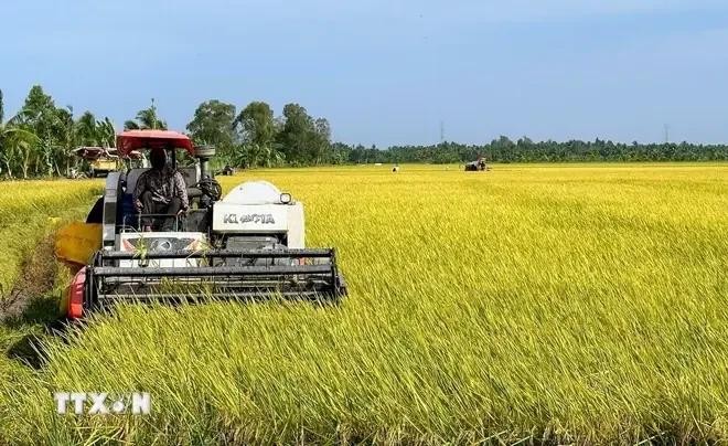 L'Institut international de recherche sur le riz (IRRI) est intéressé par un projet visant à développer un million d'hectares de riz de haute qualité à faibles émissions associé à une croissance verte dans le delta du Mékong. Photo : VNA