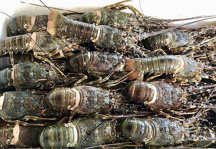 La Chine représente 20% du total des exportations des crevettes vietnamiennes, principalement grâce à une forte augmentation des importations de homard bleu. Photo : congthuong.vn