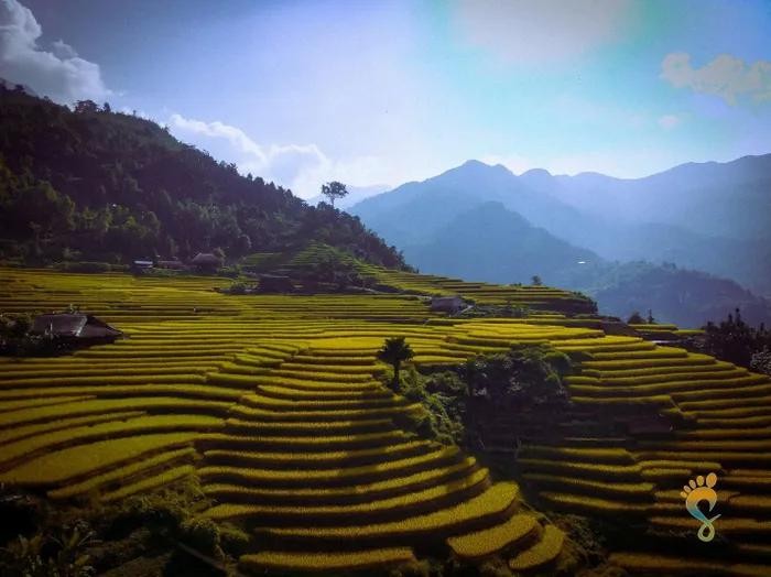 Lors de la découverte de Xa Phin, dans la province de Ha Giang (au nord), les visiteurs seront séduits par les rizières en terrasses le long de la route menant au centre de la commune. Elles créent un panorama enchanteur et unique. Photo : baodulich.vn