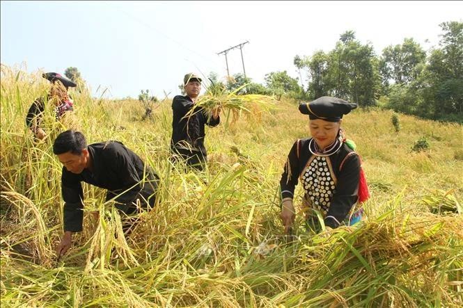 Les femmes de l'ethnie Si La, district de Muong Te, province de Lai Chau (Nord), est ravie de récolter du riz. Photo : VNA.