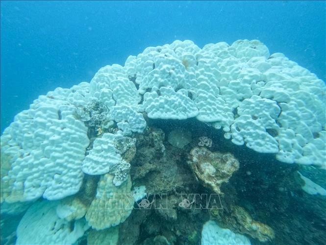 Récifs coralliens blanchis dans le parc national de Côn Dao. Photo : VNA.