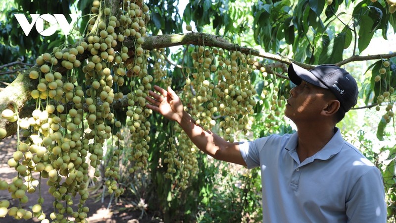 Les revenus du tourisme agricole sont plus élevés que ceux de la vente de fruits. Photo : VOV.