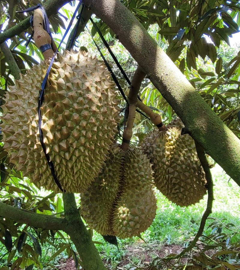 En 2023, le Vietnam a exporté plus de 603 000 tonnes de durian. Photo ; kinhtedothi.vn