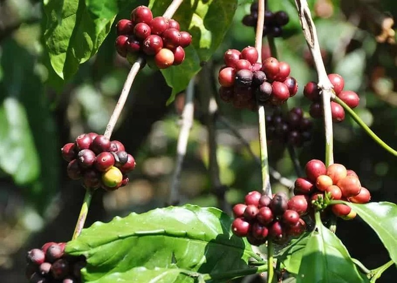 Au cours des 5 premiers mois de 2024, la Chine a augmenté ses importations de café en provenance du Vietnam avec une augmentation de 25 % en volume. Photo : congthuong.vn