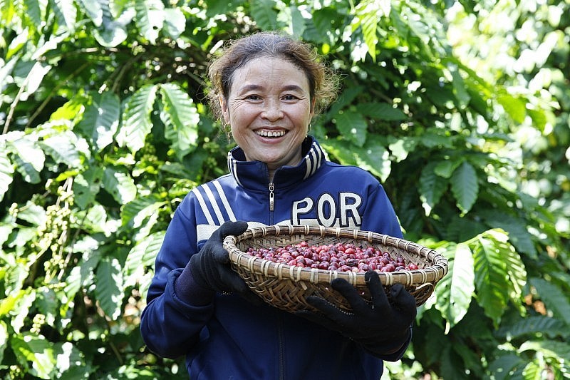 L’offre mondiale totale de café a fortement diminué, faisant monter les prix du café à des niveaux sans précédent. Photo : congthuong.vn