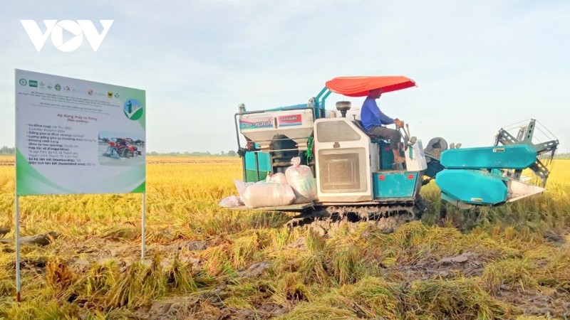 La Banque mondiale a promis des prêts de 350 millions de dollars pour aider le Vietnam à développer un million d’hectares de riz à faible émission de carbone . Photo : VOV