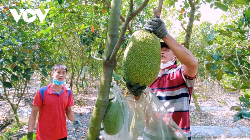 Le Vietnam possède 1,2 million d’hectares d’arbres fruitiers avec une variété de fruits destinés à l’exportation. Photo : VOV.