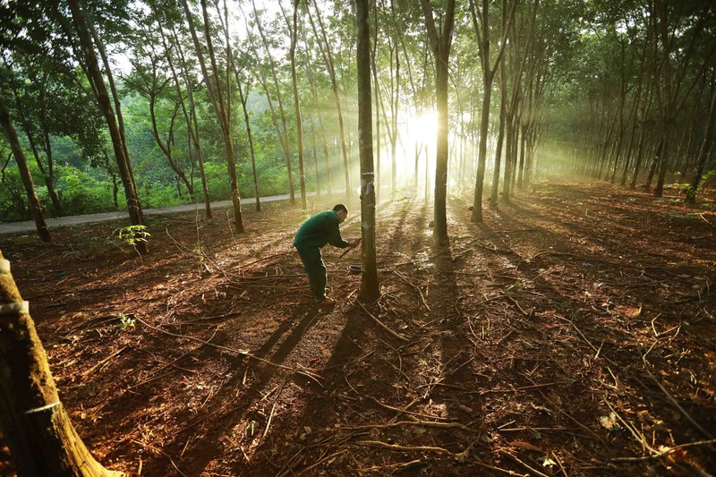 Le RDUE cible les produits qui ont un impact majeur sur la déforestation, comme le café, le cacao, le soja, l'huile de palme, le bétail, le bois et les produits ligneux, etc. Photo : hanoimoi.com.vn