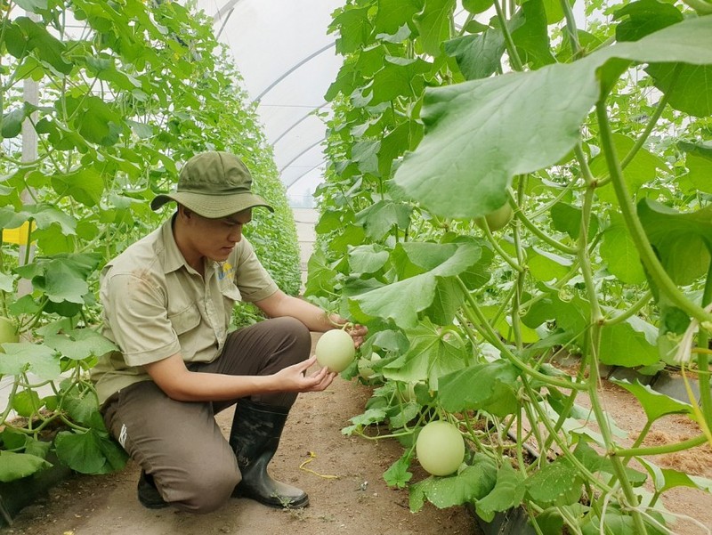 Profitant non seulement de la réduction fiscale, les entreprises agricoles vietnamiennes s’efforcent également d’améliorer la qualité de leurs produits afin de répondre aux normes de l’UE. Photo : thoibaotaichinh.vn