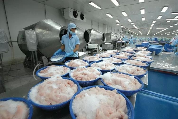 La Chine et les États-Unis sont les deux principaux marchés importants pour les exportateurs de pangasius du Vietnam. Photo ; congthuong.vn