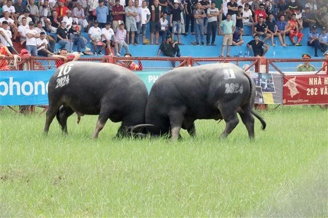 La Fête du combat de buffles à Dô Son. Photo : VNA.