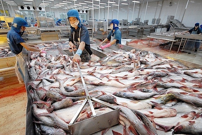 Le Vietnam a représenté 66 % du total du poisson blanc importé par la Colombie du monde au premier semestre de cette année. Photo : congthuong.vn