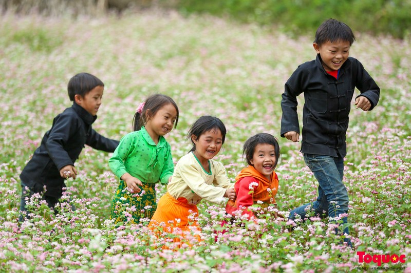 D’octobre à décembre, la province de Hà Giang se couvre de fleurs de sarrasin. Photo : toquoc.vn 