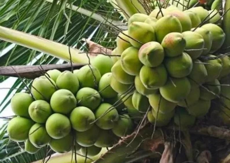 Le Vietnam a pour objectif de posséder plus de 200 000 ha de cocotiers à l’échelle nationale d’ici 2030. Photo : congthuong.vn